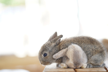 cute little rabbits