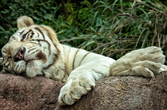 white tiger or Bengal tiger sleeping on the rock