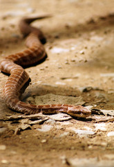 Poisonous snake crawling on the ground