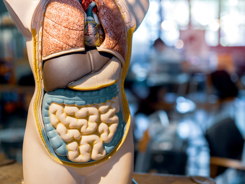 Anatomy Model