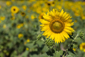 sunflower field of sunflowers