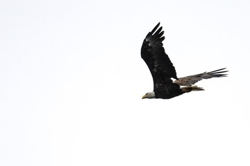 bald eagle in flight