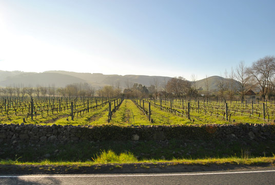 the nappa valley in california