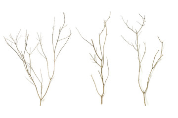 Tree branches on a white background