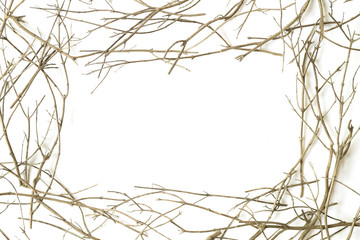 Tree branches on a white background