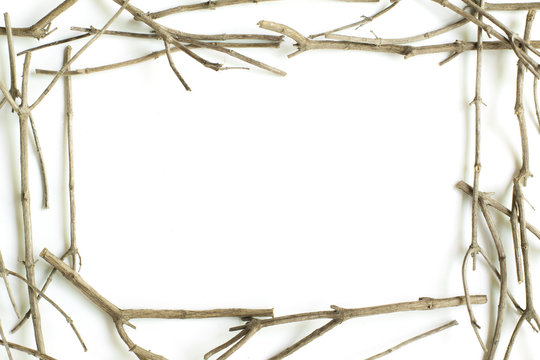 Tree branches on a white background