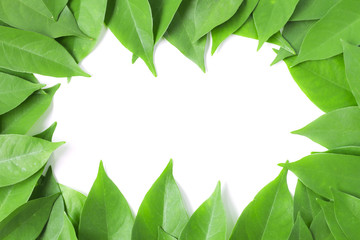Fototapeta na wymiar Leaf isolated on white background