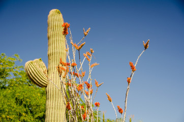 Saguaro cactus