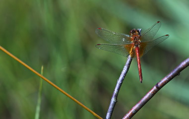 dragonfly in a natural environment
