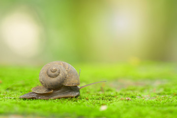 Concept work of the team leaders, Helix pomatia, common names the Burgundy snail, Roman snail, edible snail or escargot