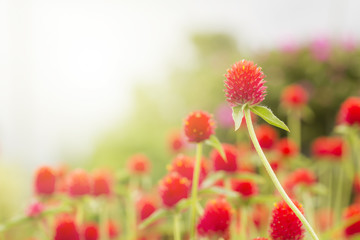 Globe  Amaranth flowers (Bachelor Button) in the garden