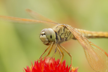 Dragonfly on red flower - Powered by Adobe