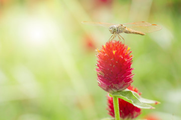 Dragonfly on red flower