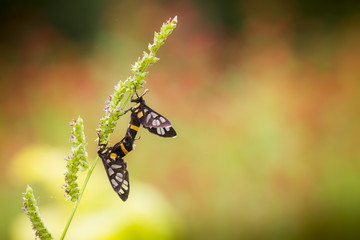 Insect in nature