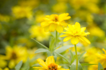 Yellow zinnia in the garden