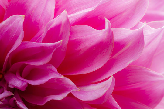 Fototapeta Dahlia petals (Pinnata Cav.)