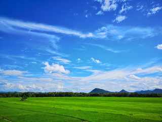 Beautiful green paddy field and blue sky, Nature background.