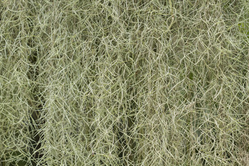 Spanish moss (Tillandsia usneoides) in the garden