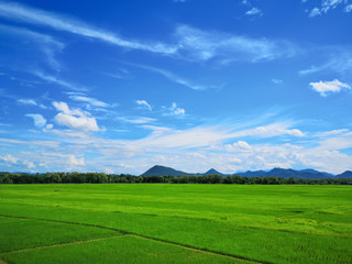 Beautiful green paddy field and blue sky, Nature background.