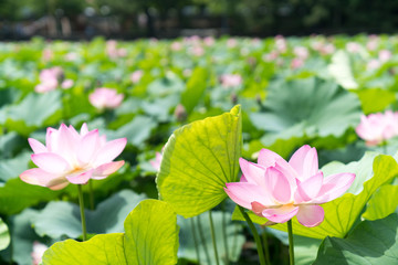 北限の蓮花（2017年）