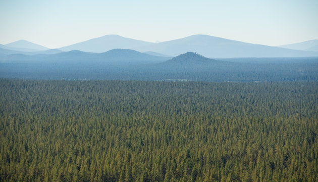 Oregon forest stretching to the horizon with mountain outlines in the background.