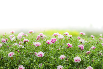Common purslane flower in the garden