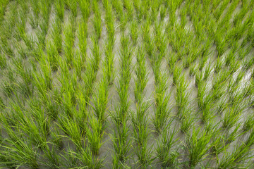 Top view of green paddy field in farm. Agriculture for food.