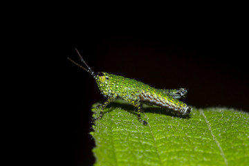Grasshopper perching on a leaf
