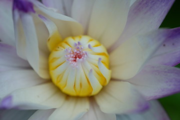 lotus blossoms or water lily flowers.