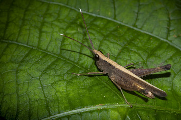 Grasshopper perching on a leaf