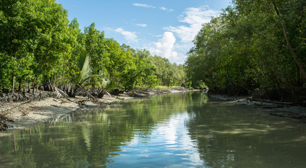 Fototapeta na wymiar Mangroves