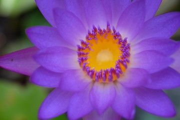 lotus blossoms or water lily flowers.
