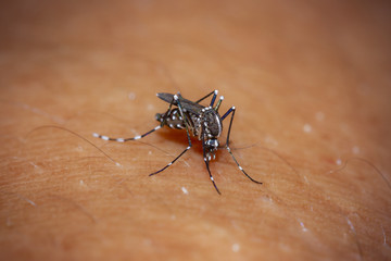 Blood sucking mosquito (Aedes aegypti), carrier of the dengue fever