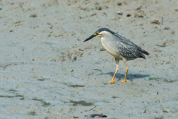 A night heron 