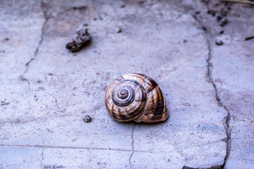 snail sink on the gray asphalt for design background wallpaper