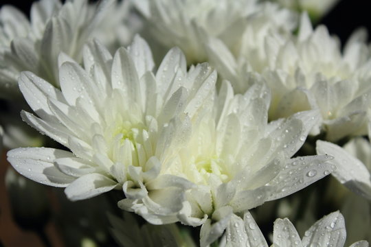 closeup white flowers
