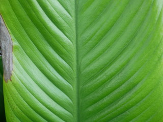 green leaf background 