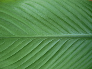 green leaf background