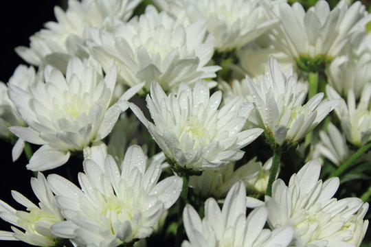 closeup white flowers