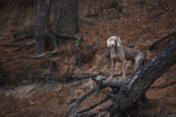 Dog of the Weimaraner breed in the autumn forest

