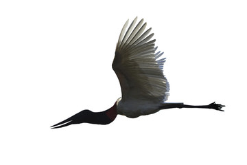 Jabiru stork flying