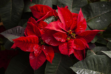 Christmas star or poinesettia red in the garden