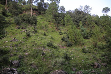 Green Rocky hill with trees under cloudy sky