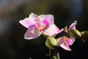 Fototapeta na wymiar closeup Phalaenopsis orchid