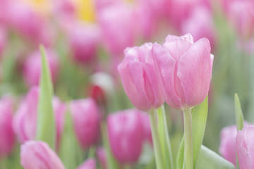 Fototapeta premium Fresh colorful tulips in warm sunlight