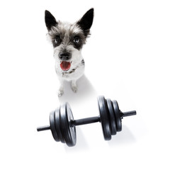 dog  with dumbbell