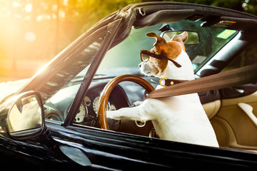 dog drivers license  driving a car - obrazy, fototapety, plakaty