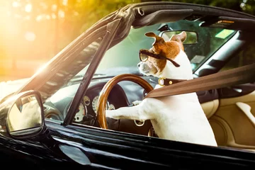 Fototapete Lustiger Hund Hundeführerschein Auto fahren