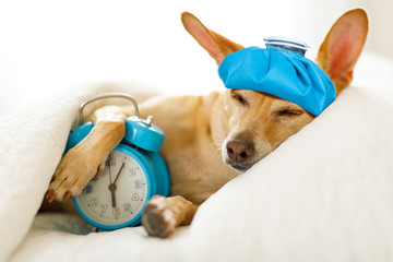 dog  sick or ill  in bed