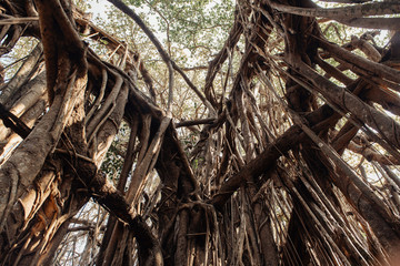 Big banyan thickets in India.